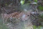 Notes on Field Trips Wilpattu National Park