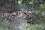 Notes on Field Trips Wilpattu National Park