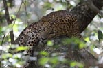 Notes on Field Trips Wilpattu National Park