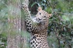 Notes on Field Trips Wilpattu National Park