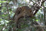 Notes on Field Trips Wilpattu National Park