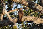 Notes on Field Trips Wilpattu National Park