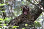 Notes on Field Trips Wilpattu National Park