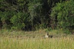 Notes on Field Trips Wilpattu National Park