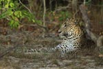 Notes on Field Trips Wilpattu National Park