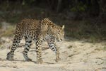 Notes on Field Trips Wilpattu National Park