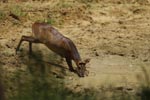 Notes on Field Trips Wilpattu National Park