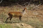 Notes on Field Trips Wilpattu National Park