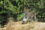 Notes on Field Trips Wilpattu National Park