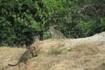 Notes on Field Trips Wilpattu National Park