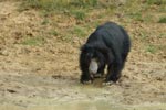 Notes on Field Trips Wilpattu National Park