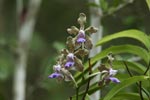 Notes on Field Trips Wilpattu National Park