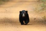 Notes on Field Trips Wilpattu National Park