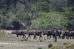 Notes on Field Trips Wilpattu National Park