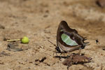 Notes on Field Trips Wilpattu National Park