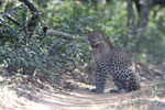 Notes on Field Trips Wilpattu National Park