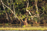 Notes on Field Trips Wilpattu National Park