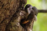 Notes on Field Trips Wilpattu National Park