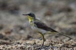 Notes on Field Trips Wilpattu National Park