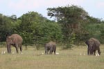 Notes on Field Trips Wilpattu National Park