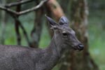 Notes on Field Trips Wilpattu National Park