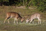 Notes on Field Trips Wilpattu National Park