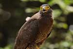 Wilpattu National Park 20th to 22nd July 2024