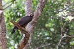Wilpattu National Park 20th to 22nd July 2024