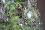 Wilpattu National ParkPark 20-22 june 2020