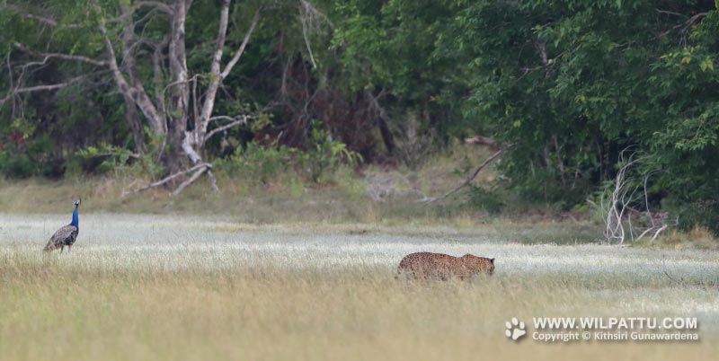 Wilpattu National ParkPark 20-22 june 2020