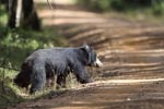 Wilpattu National ParkPark 20-22 june 2020