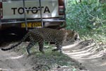 Wilpattu National ParkPark 20-22 june 2020