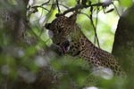 Wilpattu National ParkPark 20-22 june 2020