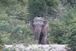 Wilpattu National Park 20th to 23rd April 2024