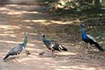 Wilpattu National Park 20th to 23rd April 2024