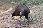 Wilpattu National Park 20th to 23rd April 2024