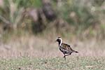 Wilpattu National Park 20th to 23rd April 2024
