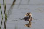 Wilpattu National Park 20th to 23rd April 2024