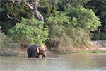 Wilpattu National Park 20th to 23rd April 2024