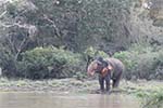 Wilpattu National Park 20th to 23rd April 2024