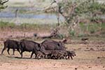Wilpattu National Park 20th to 23rd April 2024