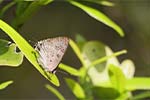 Wilpattu National Park 20th to 23rd April 2024