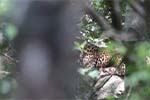Wilpattu National Park 20th to 23rd April 2024