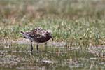 Wilpattu National Park 20th to 23rd April 2024