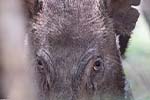 Wilpattu National Park 20th to 23rd April 2024