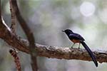 Wilpattu National Park 20th to 23rd April 2024
