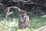 Wilpattu National Park 20th to 23rd April 2024
