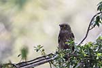 Wilpattu National Park 20th to 23rd April 2024