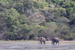 Wilpattu National Park 20th to 23rd April 2024