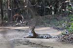 Wilpattu National Park 20th to 23rd April 2024